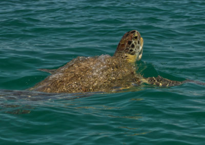 Tortuogero Nationalpark Schildkröte