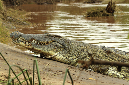 Kenia Krokodil